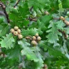 https://piante-forestali.it/wp-content/uploads/2021/07/6-Quercus-petraea-100x100.webp