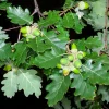 https://piante-forestali.it/wp-content/uploads/2021/07/8-Quercus-pubescens-100x100.webp