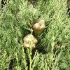 https://piante-forestali.it/wp-content/uploads/2021/07/cupressus-sempervirens-100x100.jpg