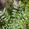 https://piante-forestali.it/wp-content/uploads/2021/07/fraxinus-oxyc-100x100.jpg