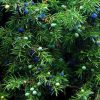 https://piante-forestali.it/wp-content/uploads/2021/07/juniperus-communis-L-100x100.jpg