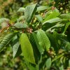 Prunus avium, Sweet Cherry, Lewis-Brown Hort Farrm, 5/11/21