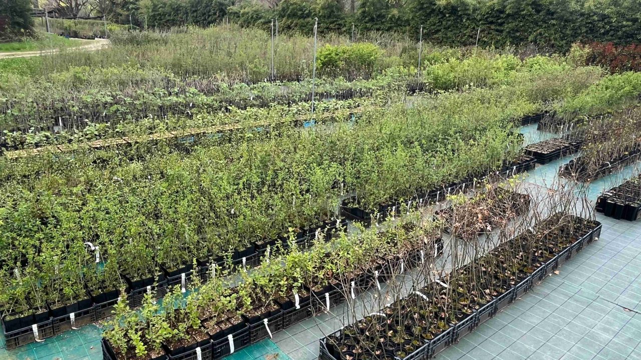 Vivaio forestale – Ordina adesso ad un prezzo speciale le piante per gli interventi da realizzare a primavera 2026!