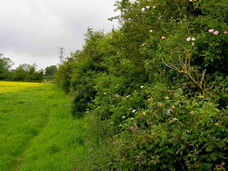 Porte Aperte Vivaio Forestale 2026 e Workshop su Agroforestazione